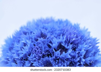 Bouquet of bright blue flowers on white background. Blue flowers. Summer field plants. Beautiful flower. Background full of blue Cornflowers. Close-up Cornflower. Cornflower texture. Herbal medicine