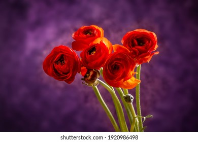Bouquet of bright red buttercup flowers on a lilac background. Closeup.