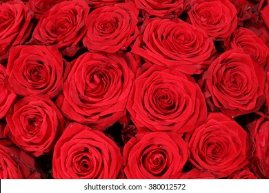 Bouquet of bright red roses