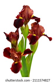 2,058 Burgundy iris Images, Stock Photos & Vectors | Shutterstock