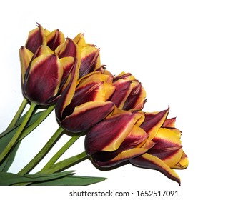 Bouquet Of Burgundy Yellow Tulip Flowers On A White Background. Isolated. Grade Gavota.