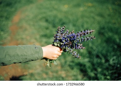 A Bouquet Of Carpet Bugle Weed (ajuga Reptans) Flower Is In The Boy 's Hand.