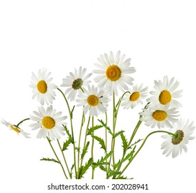 Bouquet Chamomiles Oxeye Daisy Isolated On Stock Photo (edit Now 