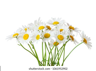 Bouquet Of Chamomiles ( Ox-Eye Daisy ) Isolated On A White Background.