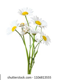 Bouquet Of Chamomiles ( Ox-Eye Daisy ) Isolated On A White Background.