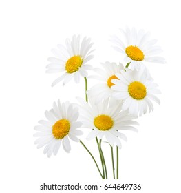 Bouquet  Of Chamomiles  ( Ox-Eye Daisy ) Isolated On A White Background.