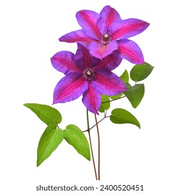 Bouquet clematis flower purple with leaves isolated on white background. Floral pattern, object. Flat lay, top view - Powered by Shutterstock