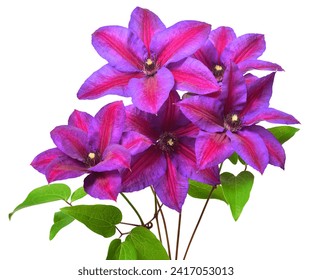 Bouquet clematis flower purple with leaves isolated on white background. Floral pattern, object. Flat lay, top view - Powered by Shutterstock