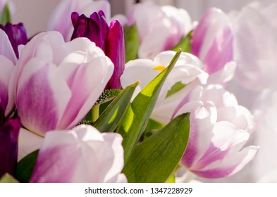 bouquet of colored tulips spring