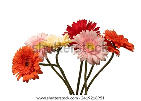 Bouquet of colorful gerbera flowers isolated on a white background. 