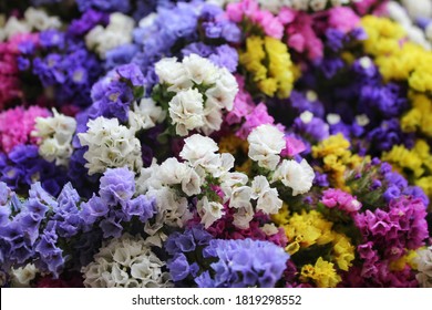 53 Limonium Sinuata Images, Stock Photos & Vectors | Shutterstock