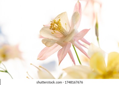 bouquet of columbine flowers on white background