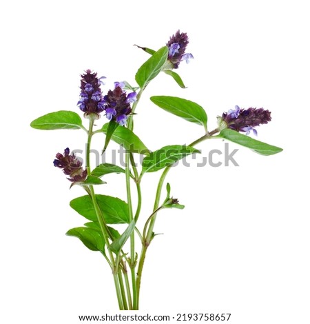 Bouquet of common self-heal, carpenter's herb, blue curls (Prunella vulgaris) plant isolated on a white background.
