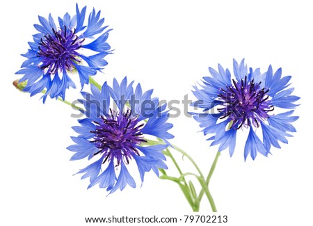 bouquet of cornflowers isolated on white background