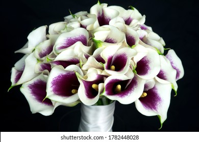 Bouquet of cut Picasso Calla Lily