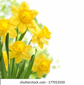 daffodil background wallpaper images stock photos vectors shutterstock https www shutterstock com image photo bouquet daffodil flowers 177013550