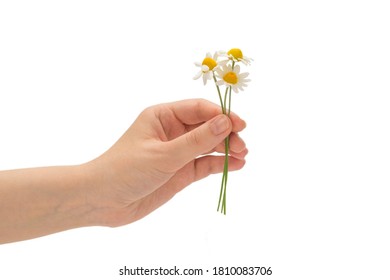 Bouquet of daisies in woman hand isolated on white background. - Powered by Shutterstock