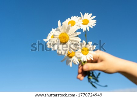 Bouquet of daisies in woman's hand with blue sky background