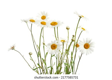 Bouquet of Daisy or Chamomiles isolated on a white background. - Powered by Shutterstock