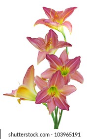 Bouquet Of Day Lily Flowers Isolated On White