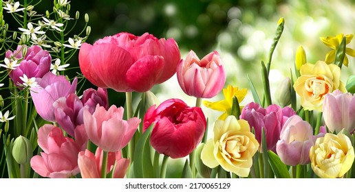 Bouquet Of Different Flowers With Daffodils, Ornithogalum And Tulips Isolated Ona Blurred Garden Background