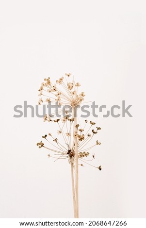 Bouquet of dried flowers. Floral minimal home interior boho style. Natural abstract background. Beautiful pattern with neutral colors. Minimal  stylish texture, trend concept. Peach Fuzz