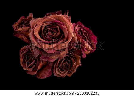 bouquet of dried red roses on black background. Concept of passing of time, aging, beauty of human being is not eternal.