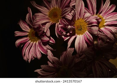 Bouquet of dry colorful daisies flowers, closeup shot. For interior decoration.