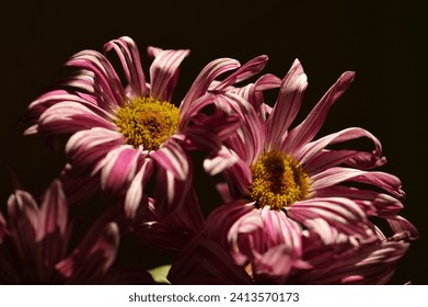 Bouquet of dry colorful daisies flowers, closeup shot. For interior decoration.