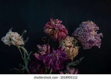 Bouquet of dry flowers on black background. Wilted and shriveled peonies in the dark - Powered by Shutterstock