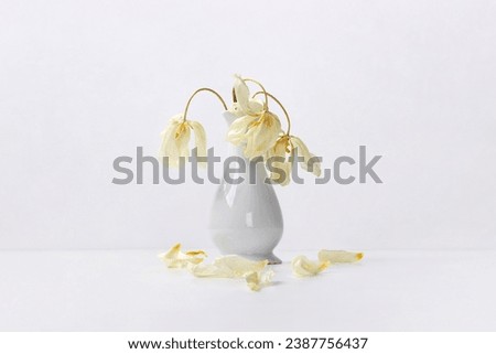 A bouquet of dry white tulips in a white ceramic vase on the table.