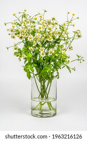 Bouquet Of Flowers In Vase (Chrysanthemum Parthenium)