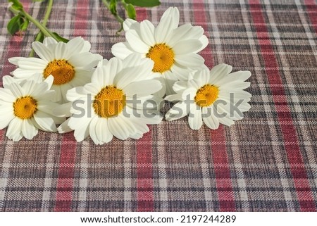 Similar – daisy metamorphosis Nature