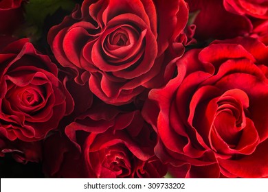 Bouquet aus frischen Rosen, floraler heller Hintergrund.