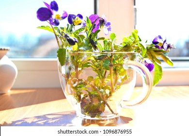 A Bouquet Of Fresh Spring Garden Flowers With Stem And Green Leaves In Transparent Glass Tea Cup On Open Window At Bright Morning Sun Rays. Viola Tricolor