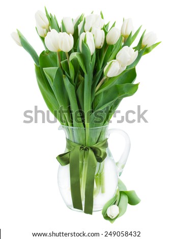 bouquet of fresh  white  tulips in glass vase with green bow   isolated on white background