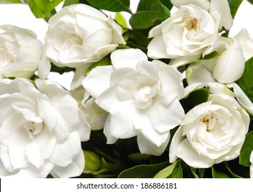 Bouquet Gardenia Plant