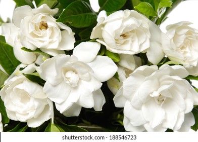 Bouquet Gardenia Plant