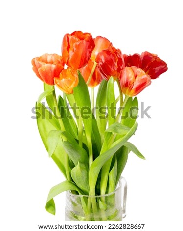 Bouquet of ginger tulips isolated on white background