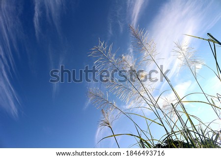 Similar – Gräser Gras Sommer grün