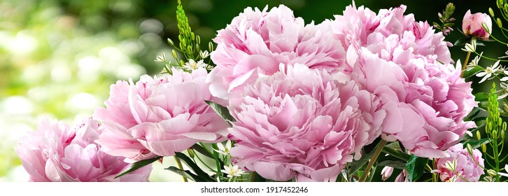 Bouquet of Hot Pink Peonies closeup on a blurred green background