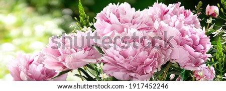 Bouquet of Hot Pink Peonies closeup on a blurred green background