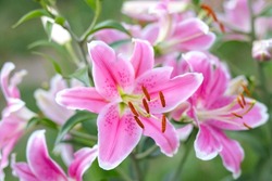 Bouquet Of Large Lilies. Lilium, Belonging To The Liliaceae. Blooming Pink Tender Lily Flower. Pink Stargazer Lily Flowers Background. Closeup Of Pink Stargazer Lilies And Green Foliage. Summer Flower