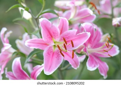 Bouquet of large Lilies. Lilium belonging to the Liliaceae. Blooming pink tender Lily flower . Pink Stargazer Lily flowers background. Closeup of pink stargazer Lilies and green foliage. Asiatic Lily - Powered by Shutterstock