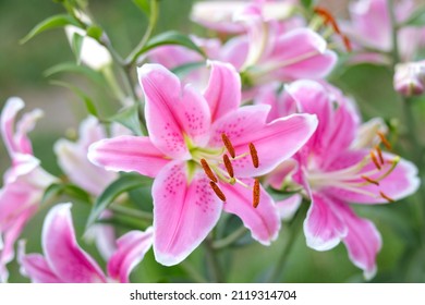 Bouquet of large Lilies. Lilium, belonging to the Liliaceae. Blooming pink tender Lily flower. Pink Stargazer Lily flowers background. Closeup of pink stargazer Lilies and green foliage. Summer flower