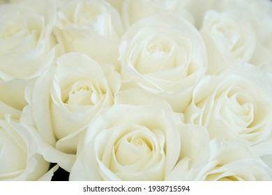 White Flowers Background Images Stock Photos Vectors Shutterstock