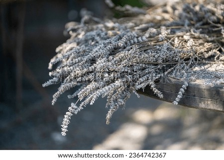 Bouquet of lavender drying outside in sun. Large pile of plants flowers losing color due to drying for alternative rural non urban medicine, manufacture of drugs for treatment, for food consumption