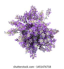 Garden Flower Top View Images, Stock Photos \u0026 Vectors