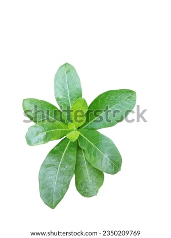 Bouquet of leaves, close-up of adenium. Bouquet of fresh green leaf. Multiple leaves. Small inflorescence. Synthesized. Contains chlorophyll. Isolated on white background and planting, caring concept.