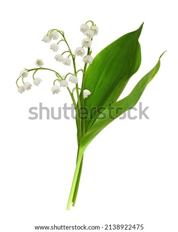 Bouquet of lily of the valley flowers and leaves isolated on white